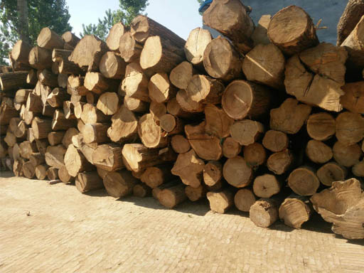 硬杂木处理方案
