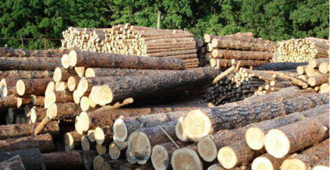 2020欧洲木材产量能否继续增长？