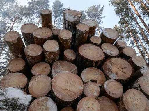 俄罗斯布市海关木材出口量下降