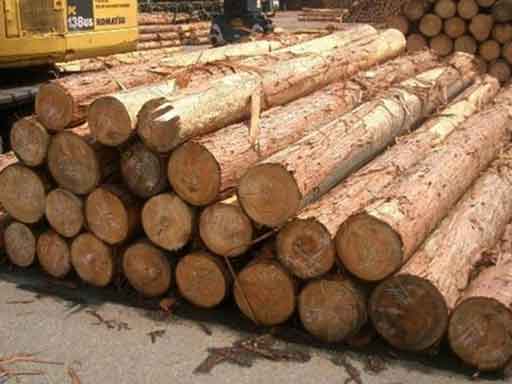 中国销毁美国2000多万问题木材
